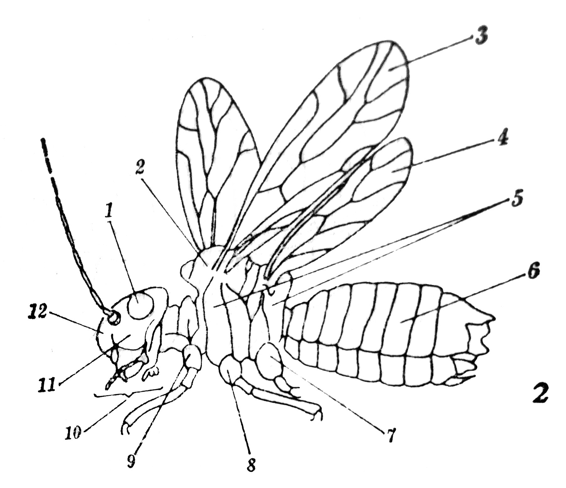 Flugilhava insekto