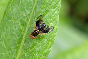 Xyphosia laticauda