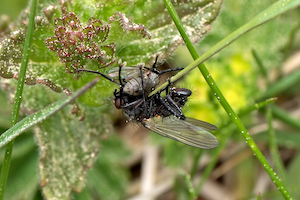 Chiastochaeta lophota